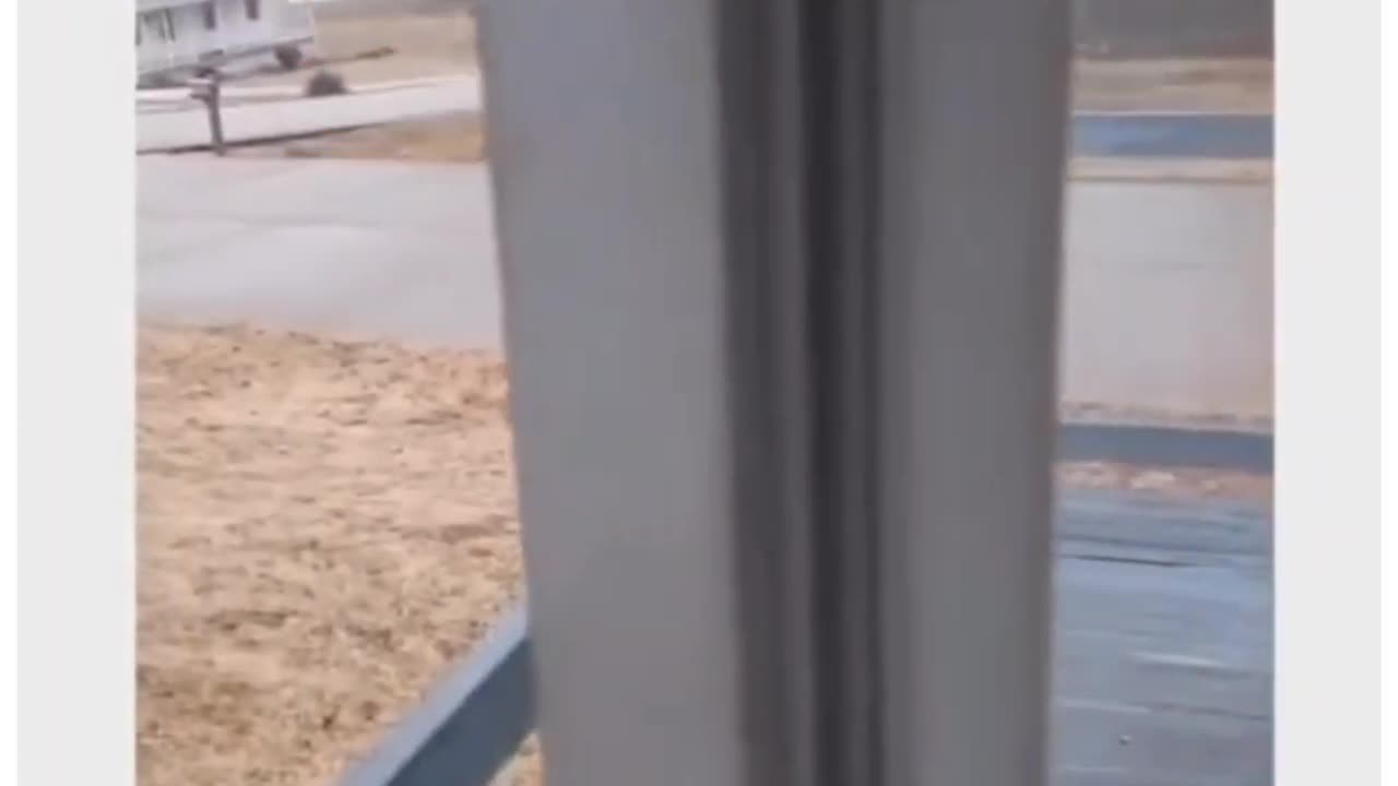 Funny Animal Video!!🐈🐩🐕🐐🔥#shorts