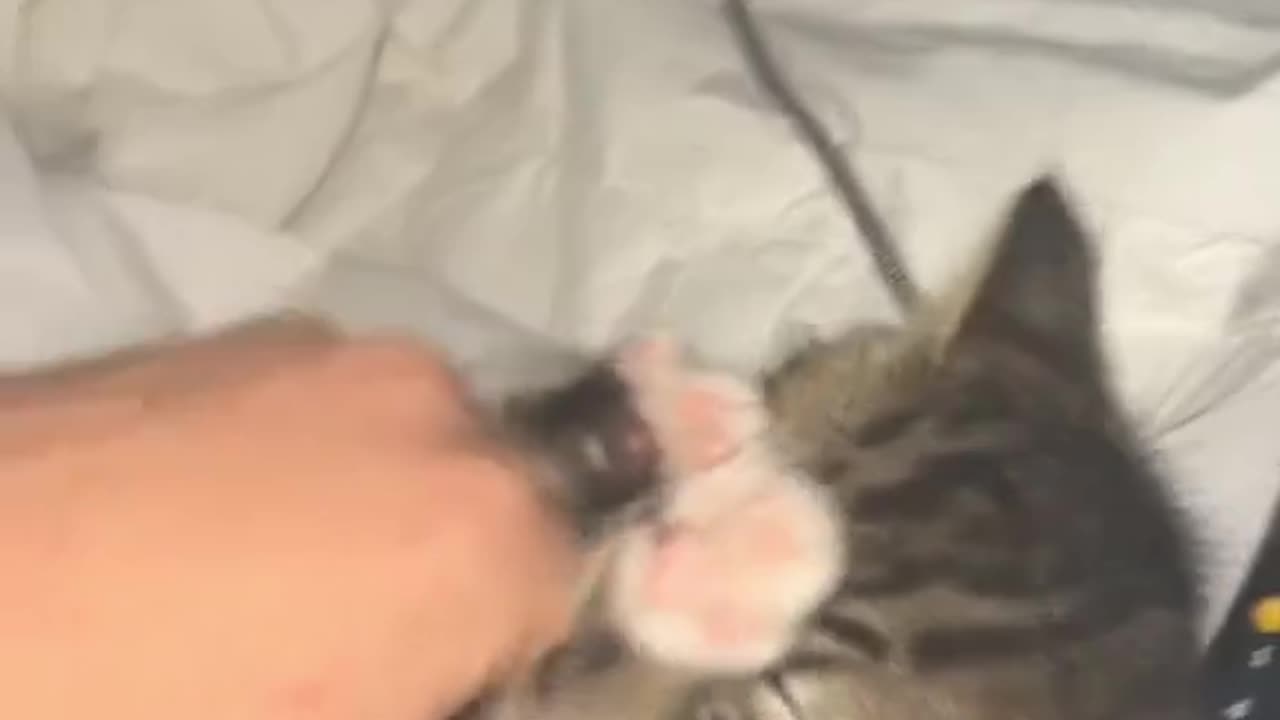 Play with cute little cat 🐈