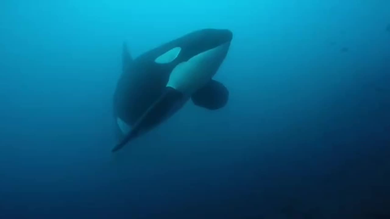 Gigantic orca menacingly appears out of the shadows to inspect scuba diver