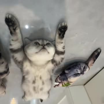 funny animals video, kitten cat funny video, funny cats and dogs