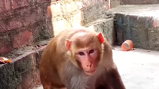 ##cuteMonkey