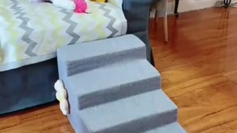 Funny Animals Videos2022-Funniest Cats And Dogs Video