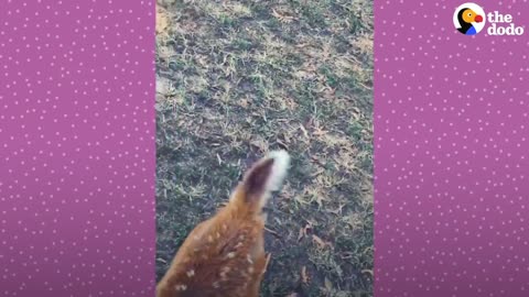 Fawn Comes To Lady's Door Every Morning | The Dodo Little But Fierce