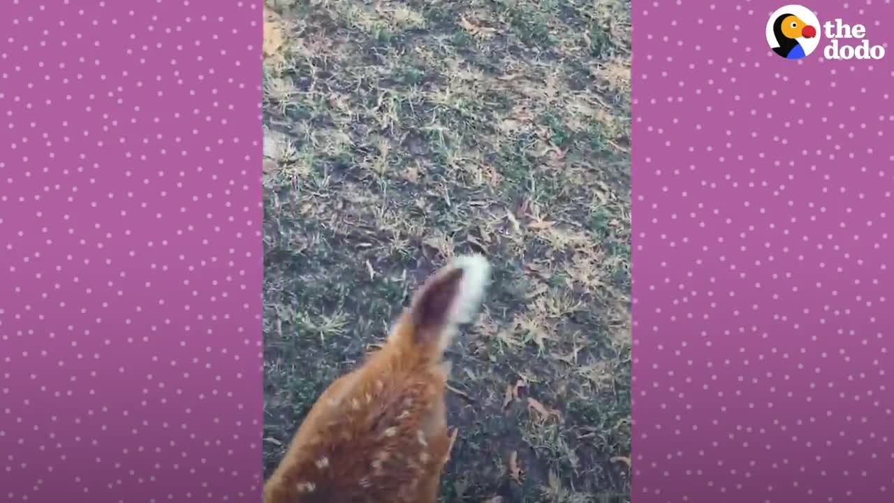 Fawn Comes To Lady's Door Every Morning | The Dodo Little But Fierce