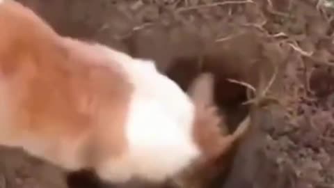 Funny animals video