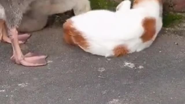 Funny cats video