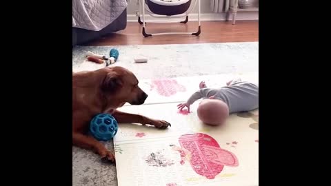 Funny moment of baby and pet dog