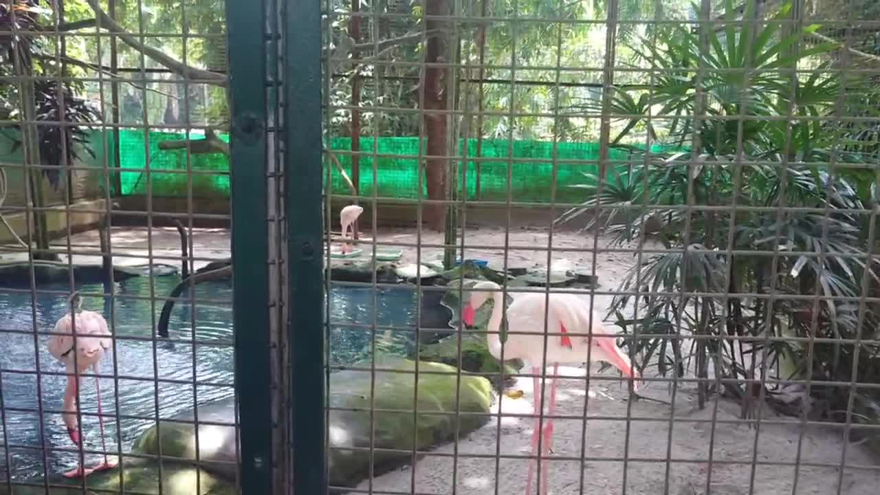 Look at three of beautiful flamingos, it is so calming in the cage