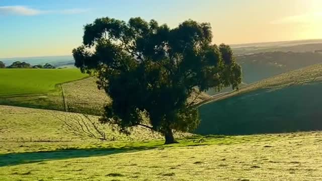 Eucalyptus porosa-Mallee Box near Gawler, South Australia.