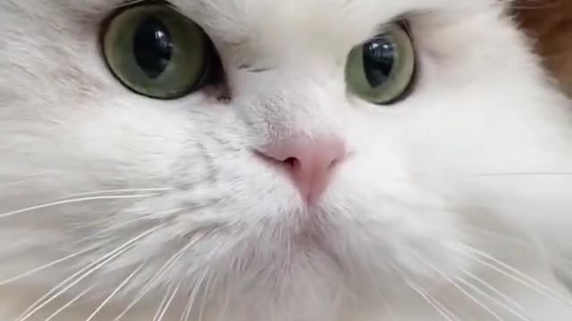 funny cat videos||persian cat||#viralshorts #shorts #youtubeshorts #trending #tiktok #cat