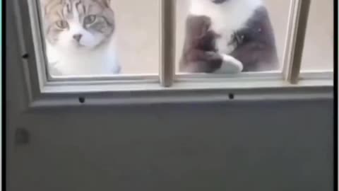 Viral cat funny love Moments on meeting