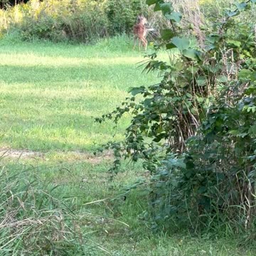 Baby Deer In The Field