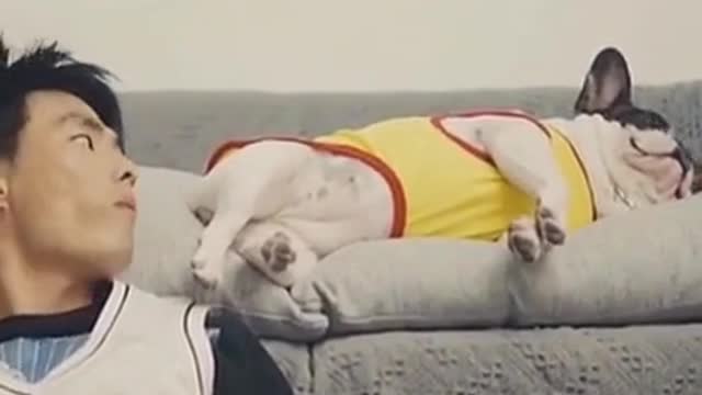 funny dog