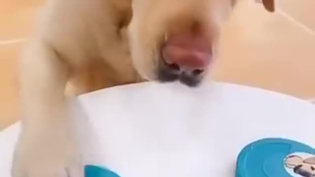 Dogs from funny videos and pictures