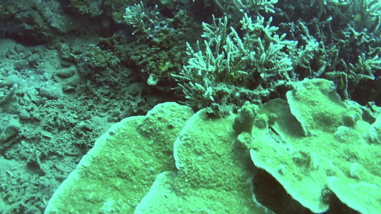 It's like you are in another world when you dive - no sound