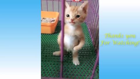 Funny Cats 😍 and Cute Cats playing😀