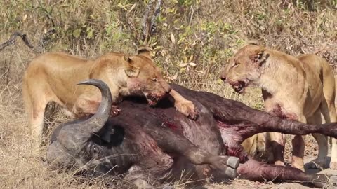 3 Lions Bring Down Buffalo