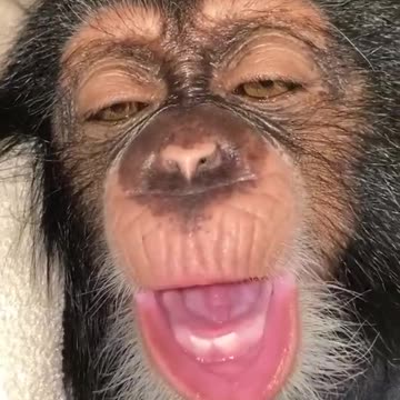 After a creamy lunch the monkey goes to sleep