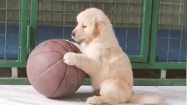 Cute puppy 🐕 playing basketball