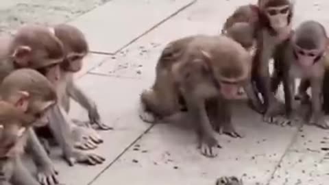 Monkey and cackera ka fight