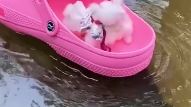 Tiny Puppies Floating in a Shoe - Too Cute!