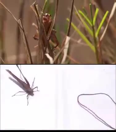 Eat ZEE bugs and you will become Vaxxed and Transhuman...