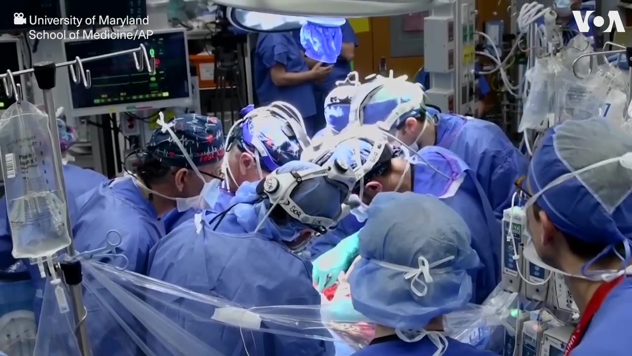 Surgeons Perform Second Pig Heart Transplant to Save Dying Man | VOA News