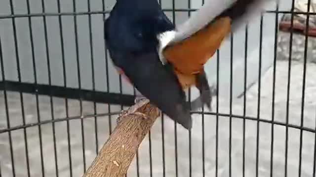 magpie stone mendan full stuffing