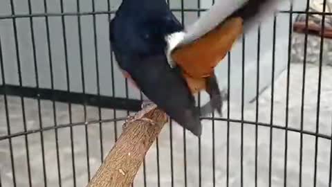 magpie stone mendan full stuffing