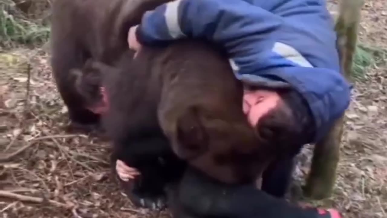 Bears playing on slides and playgrounds