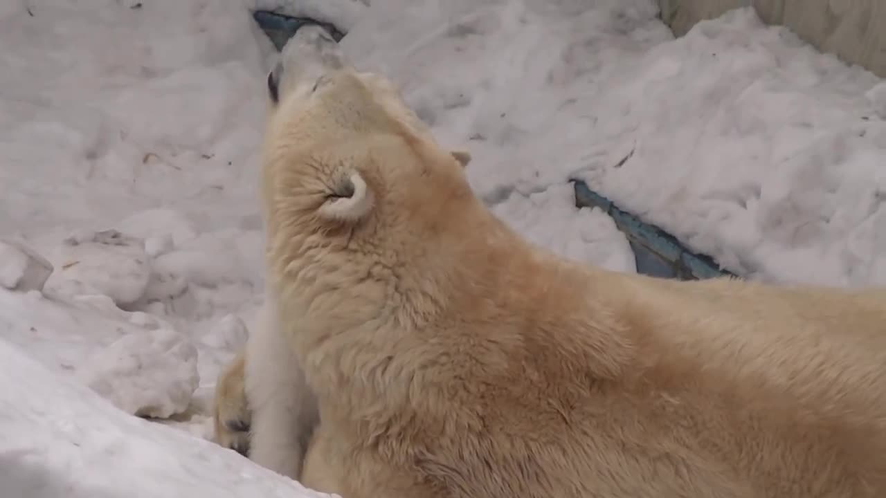 A small polar bear plays with its mother