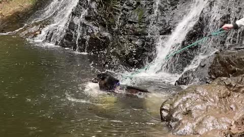 Husky Launches into Waterfall