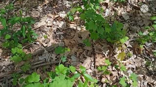Shewing the plant life in the Gospel Woods