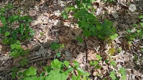 Shewing the plant life in the Gospel Woods