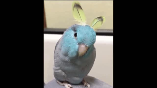 Gif video of bedding the bird