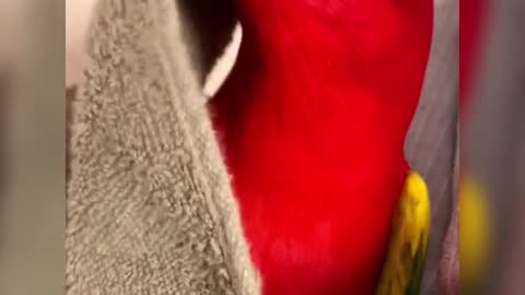 The red bird