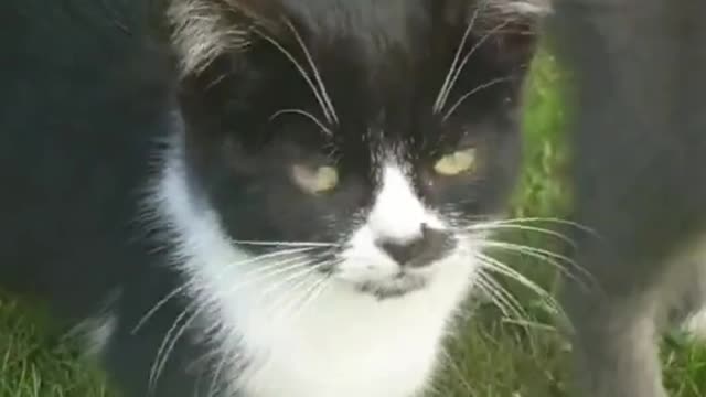 cute cat lost in the garden