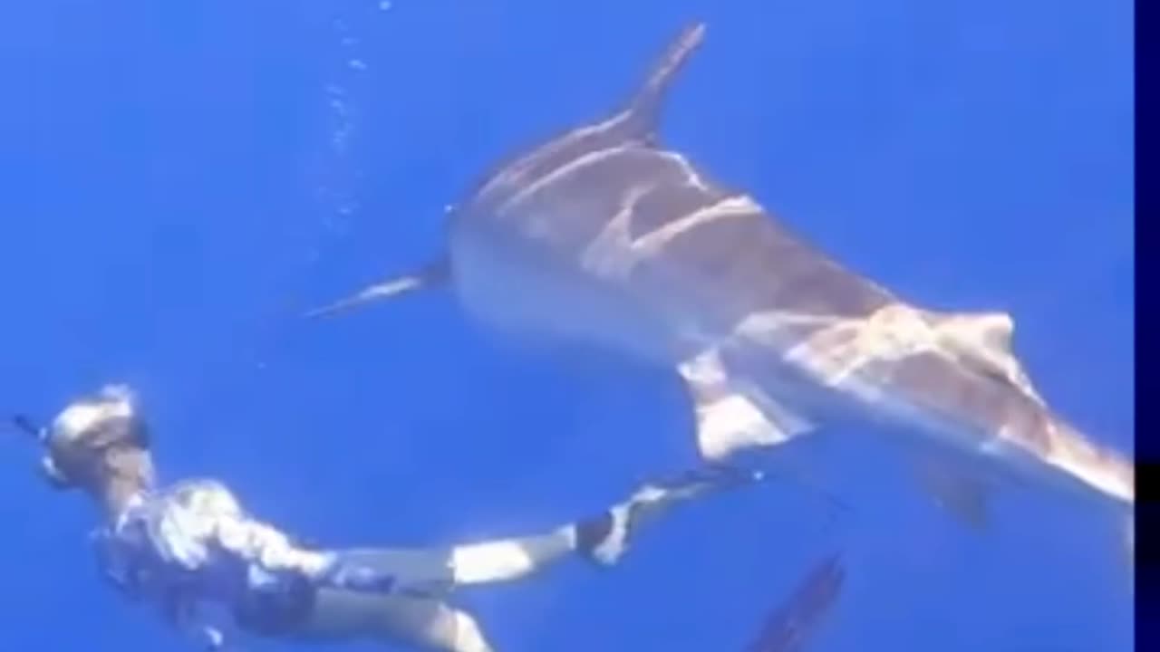 Face to face with a shark 🦈