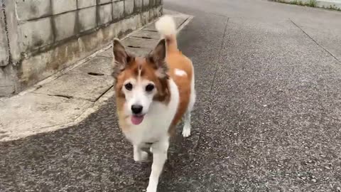 #funny#dogs😁😁#2023