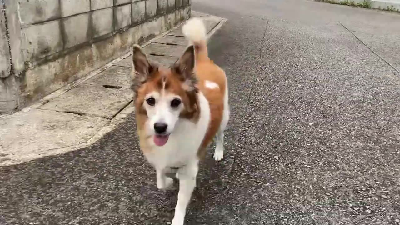 #funny#dogs😁😁#2023