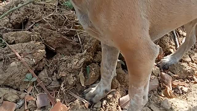 With Dog