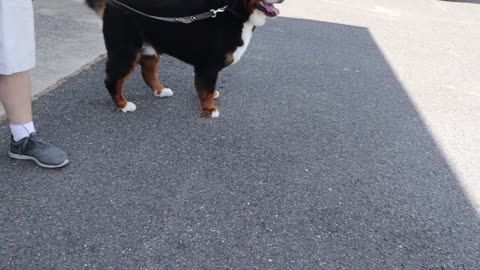 Bernese mountain dog grooming w haircut (owner request)