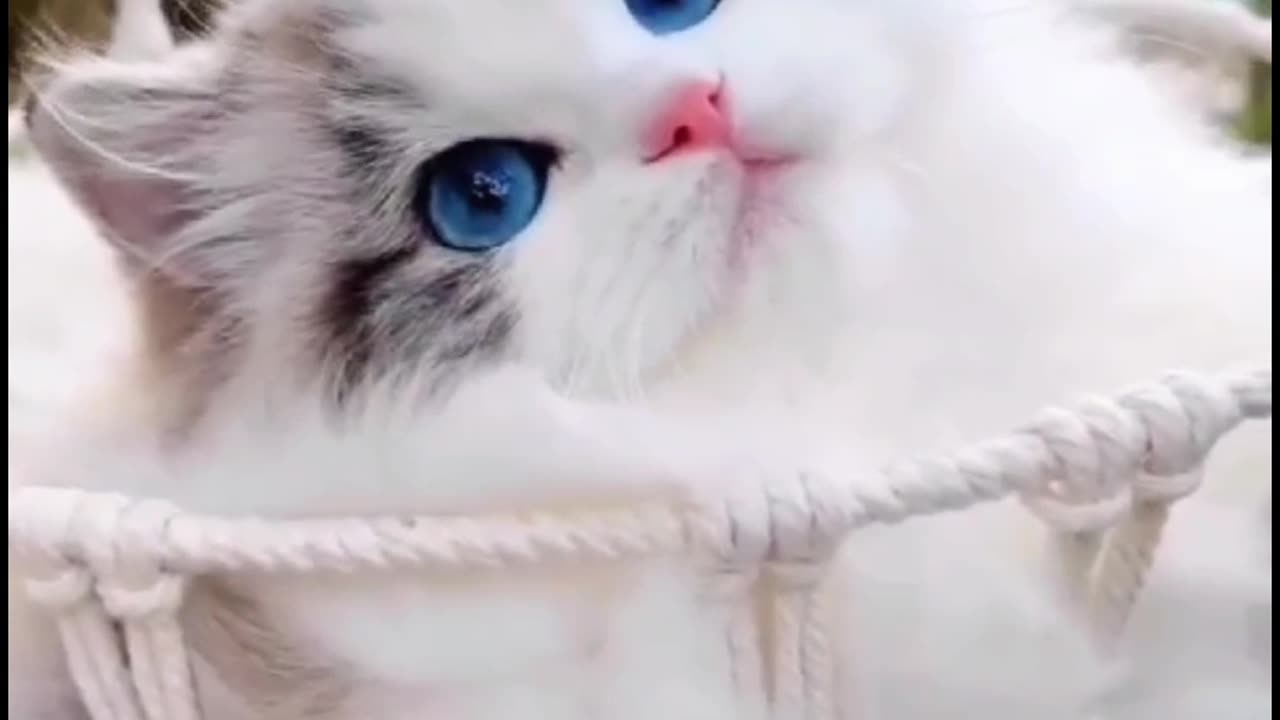 Cute cat