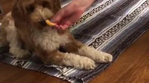 HOW TO TRAIN YOUR PUPPY FOR FOOD DISCIPLINE