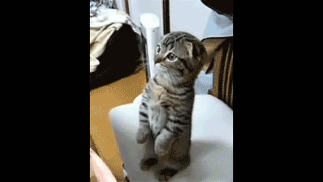 Cat sitting gif video