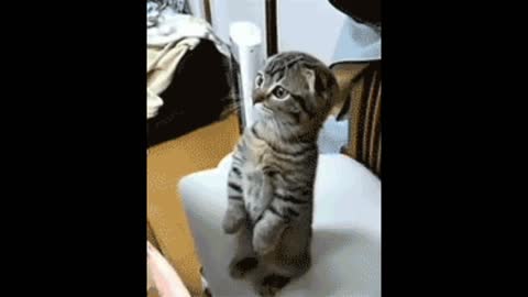 Cat sitting gif video