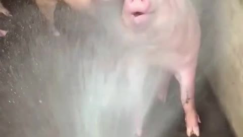 A happy pig