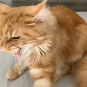 Cat Affection Up Its Butt And Doesn't Like It - TikTok Cats (Funny Animals #336)