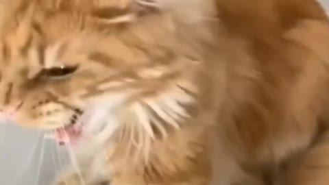 Cat Affection Up Its Butt And Doesn't Like It - TikTok Cats (Funny Animals #336)