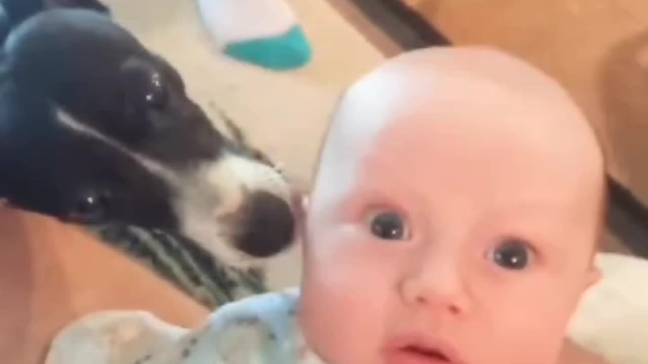 Adorable_Babies_Playing_With_Dogs_Compilation_-_Funny_Baby_And_Dog_Videos